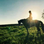 „Paradiseranch“ (auch in der Nähe von Berlin): WordPress-, Shopify- & Online-Marketing-Agentur